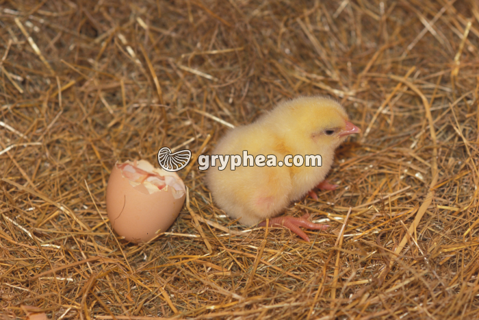 Poussin nouveau-né - gryphea.com